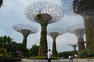 新加坡超级树景观