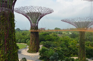 新加坡滨海湾超级树景观