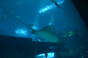 海底隧道中的神秘海洋生物