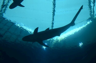 深海中游弋的鲨鱼