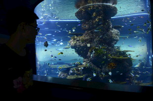 观赏大型水族箱中的多彩鱼类