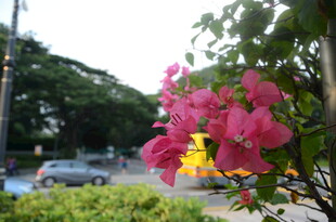 路边绽放的艳丽三角梅