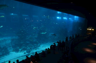 水族馆内观赏奇妙海底世界