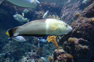 海底游动的多彩鱼类