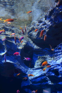 海底多彩鱼群与礁石景观