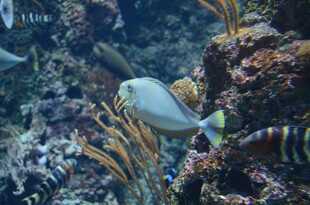 海底多彩鱼类与珊瑚景观