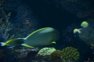 海底游动的美丽热带鱼