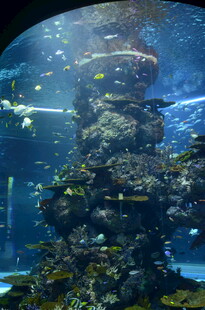 海底珊瑚景观 多彩鱼类穿梭