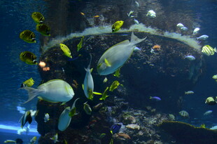 海底世界鱼群悠游景象