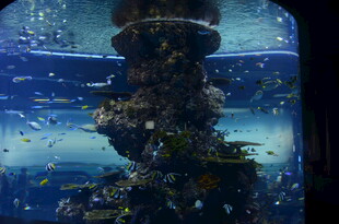 海底奇幻景观珊瑚礁世界