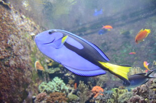 蓝色热带鱼悠游珊瑚间