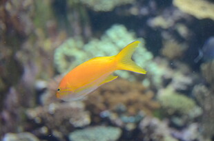 水中畅游的橙色小鱼