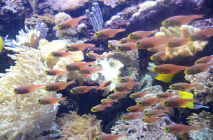 海底珊瑚与多彩小鱼