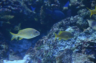 海底游鱼 多彩礁石景观