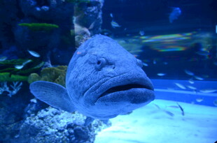 水族馆中的奇特大鱼