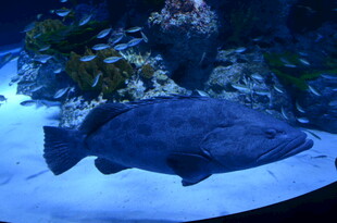 水族馆中的大型深海鱼类