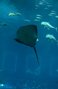 海洋馆中游动的神秘鳐鱼