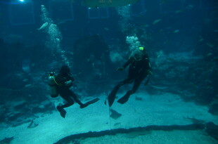 水下潜水员的精彩瞬间