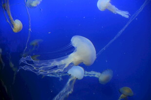 梦幻水母在蓝色海洋中游弋