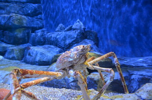 水族馆中的大螃蟹