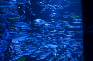 海洋中群游的斑斓鱼群