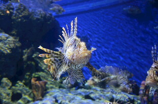 海洋水族馆中的美丽珊瑚