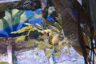 梦幻海洋风艺术装饰画