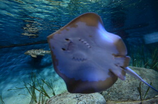 水族馆中的神秘魟鱼
