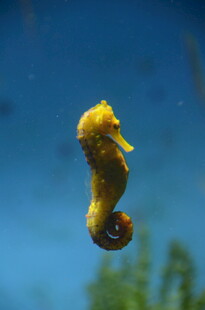 水中灵动的黄色海马