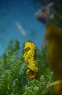 黄色海马藏身绿色海草中