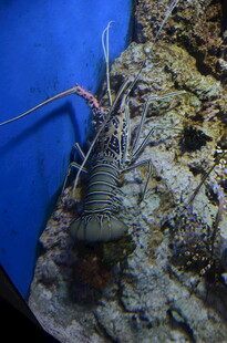 深海中的大龙虾