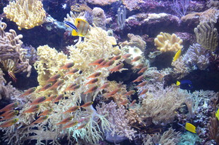 多彩海底珊瑚与斑斓鱼类