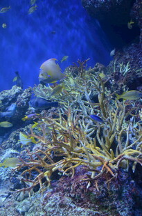 海底多彩珊瑚景观