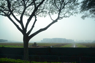 雾中孤树 静谧自然景致