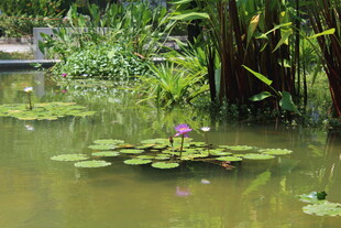 池塘中的睡莲与绿植