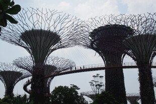 新加坡滨海湾奇幻树景观