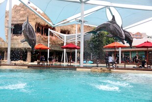 海豚在水池中精彩表演