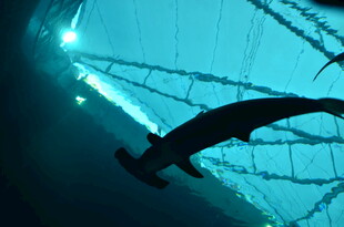 水下视角的潜水员与桥梁