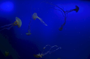 梦幻蓝色水母在水中游动