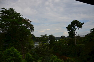 茂密丛林中的天空景观