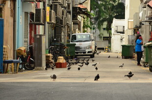 街道上的行人与觅食飞鸟