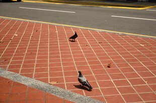 人行道上的几只鸽子