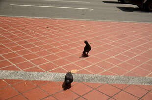 红砖地面上的两只小鸟