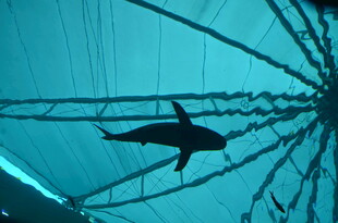 水族馆中遨游的虎鲸