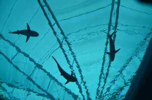 透过船底看游动的鲨鱼