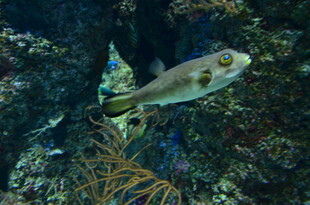 海底游动的多彩河豚鱼