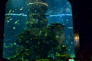 梦幻水族景观 多彩水下世界