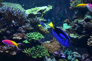 多彩海底鱼群与珊瑚景观