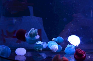 梦幻水母在水中悠然飘动