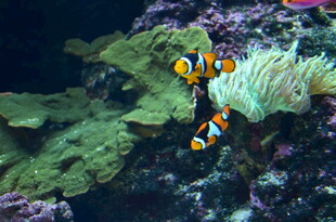 海底小丑鱼与珊瑚景观